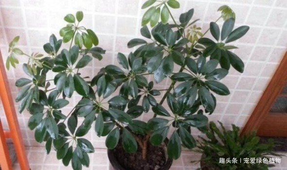 空气|“2种盆栽树”,家里养1盆,辟邪又趋凶,能减少“病菌”促睡眠