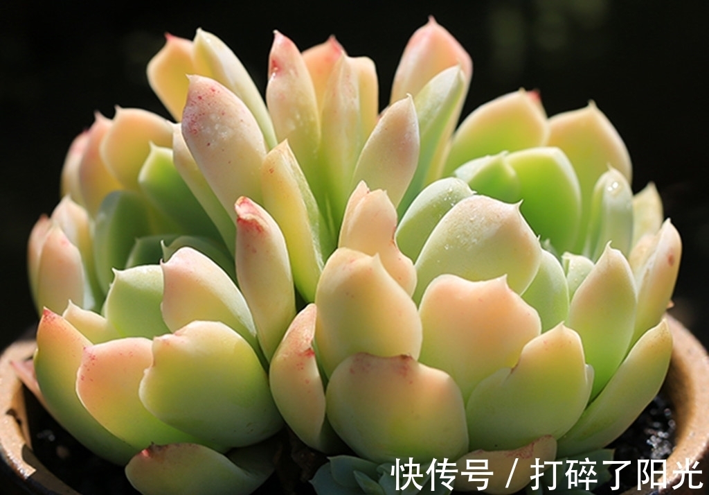 唐印|看到5种多肉,仿佛置身优美景色之中,满目都是美不胜收