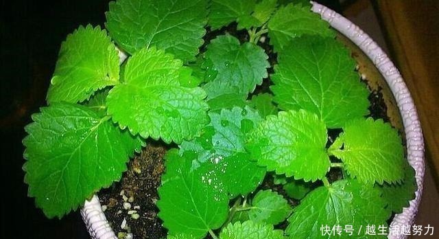 薄荷|薄荷土里加“一料”,不枯黄不徒长,蹭蹭冒嫩芽,清香怡人一整年!