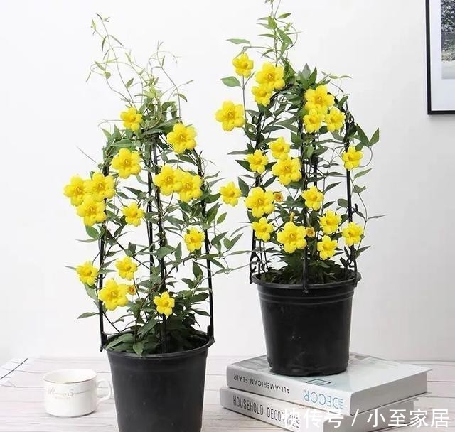 花朵|冬天养几盆法国香水花,开花香又漂亮,比喷香水还好闻!