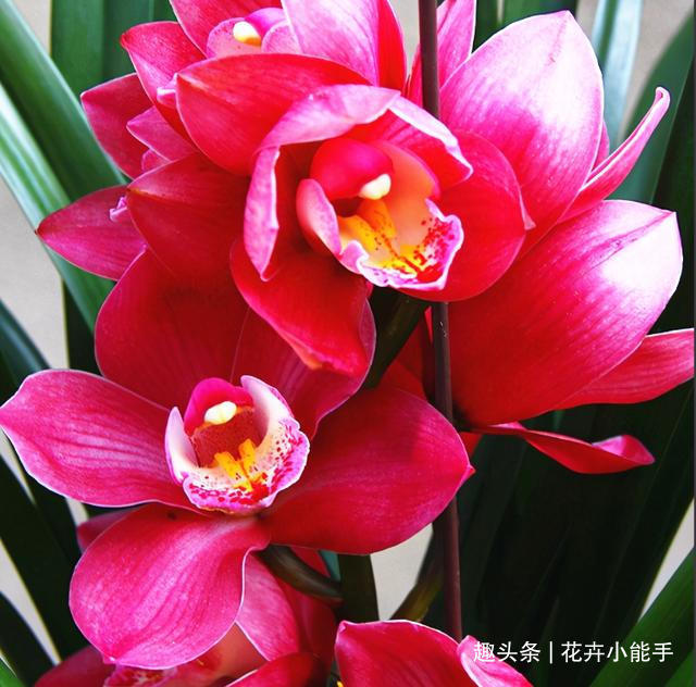 新手也能养的兰花—大将军，花色红艳，香味醇正，美得移不开双眼