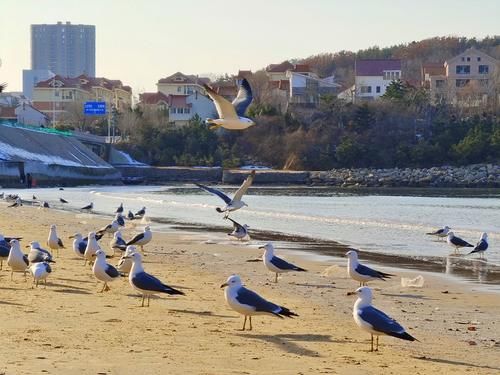生命|想去海边看海鸥？冬天来威海金海滩，一群一群海鸥好玩又好看