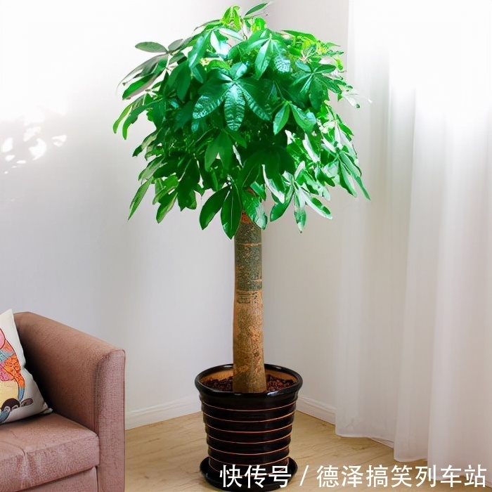 虎皮兰|九大“健康花”,建议大家养一盆,干净漂亮又吉祥