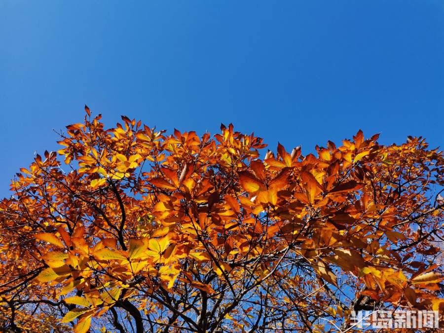 八大关景区|初冬青岛，“颜值”在线！