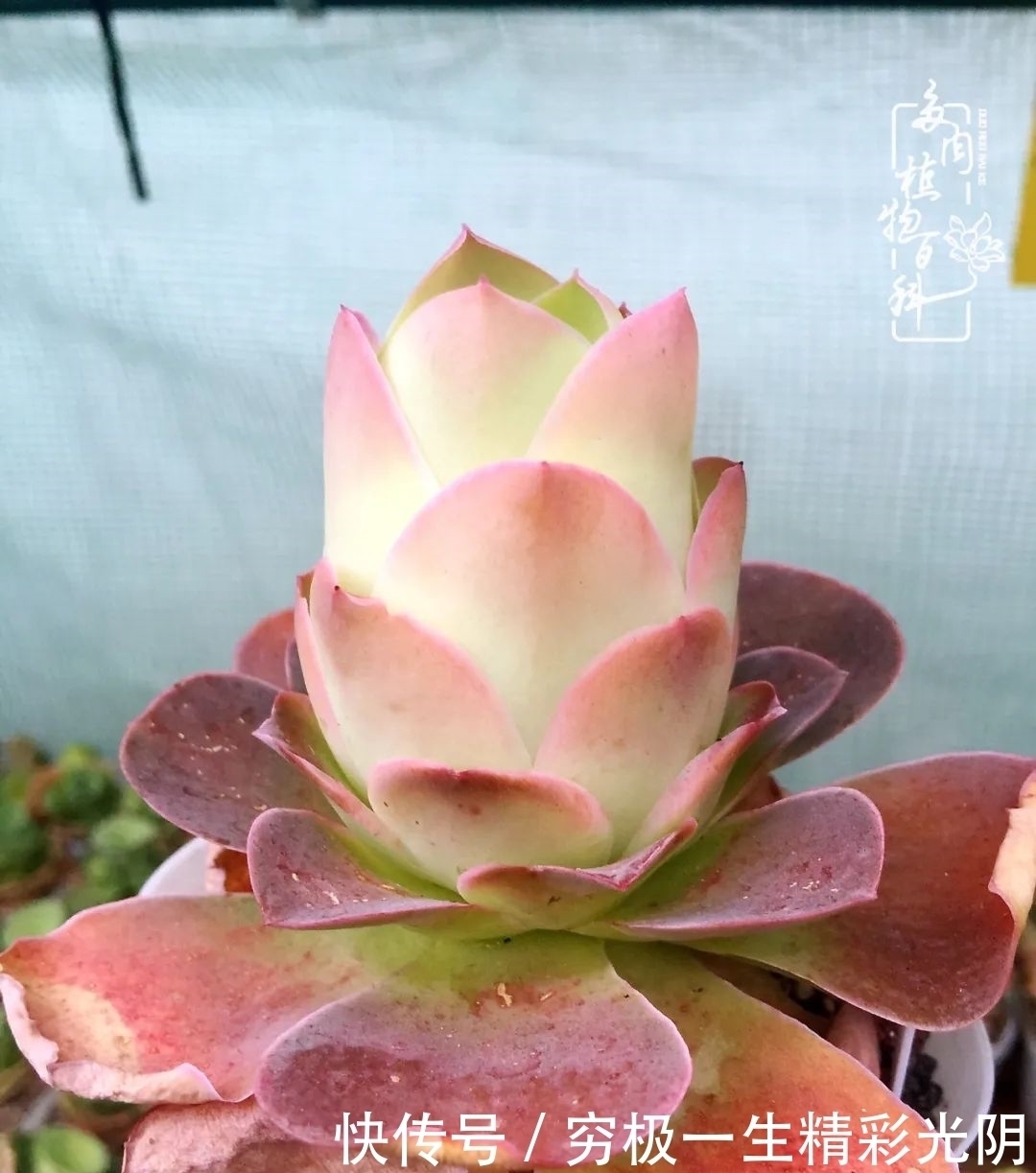 山地玫瑰的那些事儿关于养护过程中遇到的灵魂18问