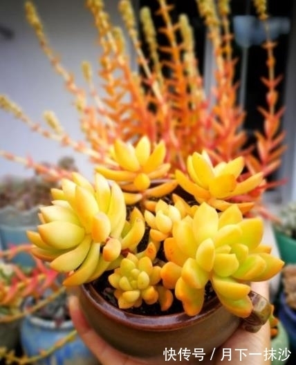 适合12月养的4种多肉,皮实好养美若天仙,新手也能养出好状态