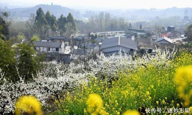 中年|满园春色关不住！绵竹的“花花世界”已美成这样