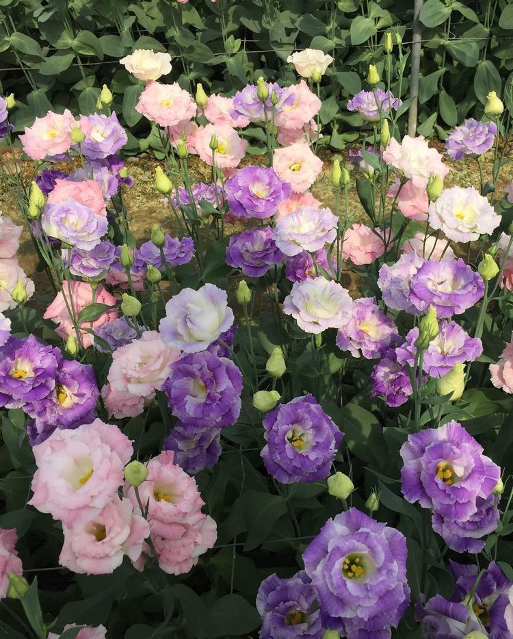 4种花芳香四溢,满屋飘香,花朵粉嫩丰腴,绚丽夺目