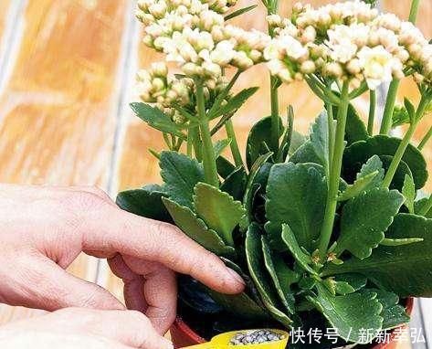 花快死了别着急仍,学会这几种方法,能让植物起死回生,各个爆盆
