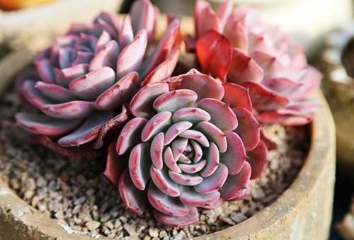 到了冬天,就对多肉不管不问?处理好3点,嗖嗖往外冒侧芽