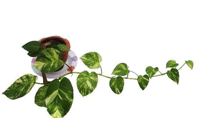 绿萝这样剪一刀,藤蔓数量翻倍,60天长成“绿瀑布”!