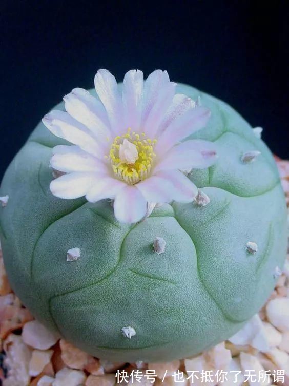 龟甲牡丹|世界上最名贵的花,一盆就是一座房子!