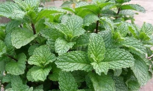 常春藤|4种富贵花,添福添贵添好运,开满整个花盆,快养起来吧!