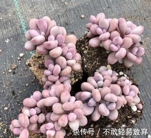 新手养多肉桃蛋,学会一个小技巧,养出粉蛋,长成老枝,美极了!