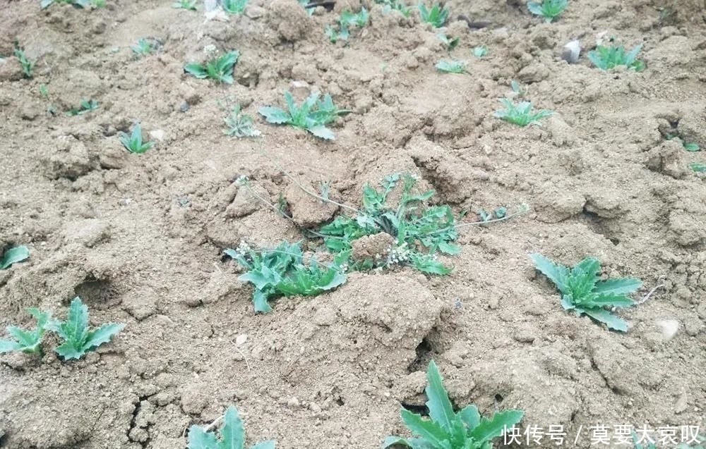 名字“炸毛”的植物,价值却极高,请不要忽视它,含钙量超牛奶