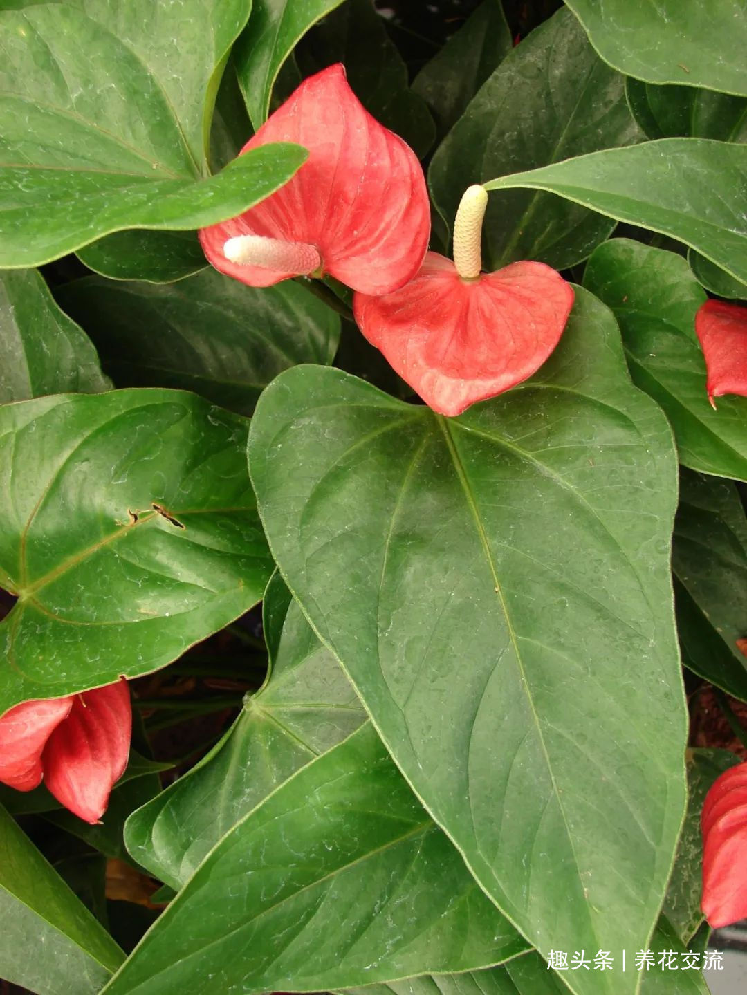 红掌和火鹤花是同一种植物花朵为啥会变绿,如何让它复花