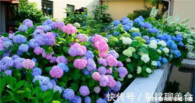 如果我有小院,一定会养这“3种花”,让小院变花园,年年看花