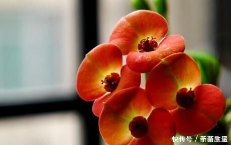 花草匠|这花号称“开花机器”,花开全年“不停歇”,叶绿花红似“蝴蝶”