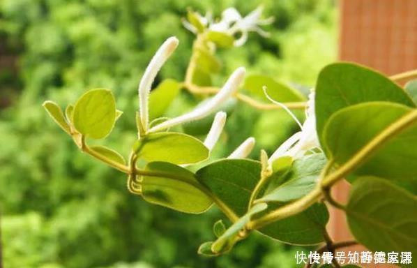 这五种花儿,一个枝条就能种,爬藤爬满墙,开花又多又漂亮