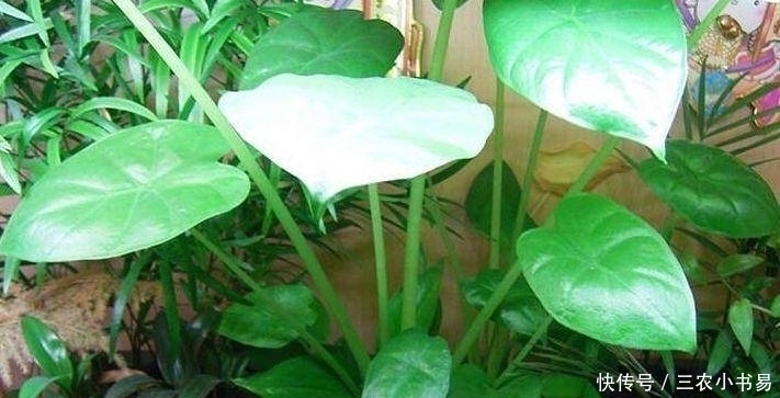 药用价值|农村此野菜,营养价值高,还能消肿止痛、清热解毒,遇见请珍惜