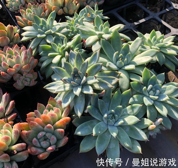 多肉徒长永远的痛,如何告别徒长,让您的多肉美美哒