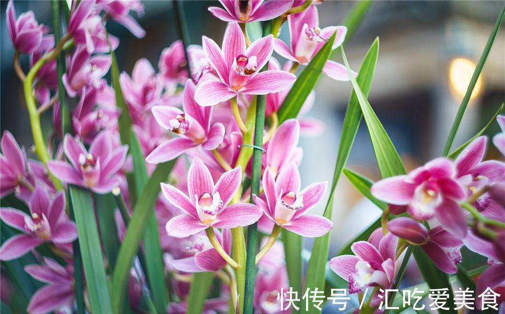 养花试试这几款,很好看,红白两色给人一个简单的想法