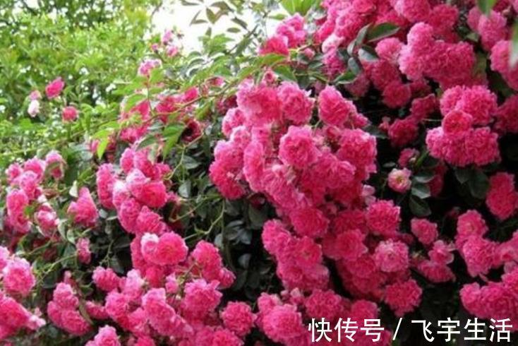 室内养花必备4种“水”，才能不黄叶、不烂根，啥花都敢养！