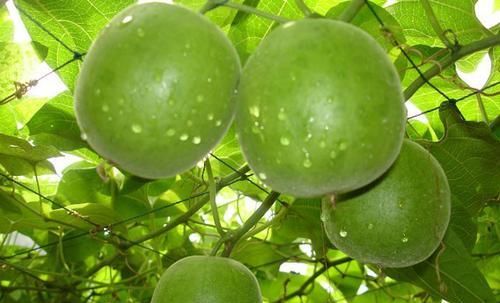 慢性咽炎的“福音”找到了!每天吃一点,润嗓利喉,嗓子越来越好