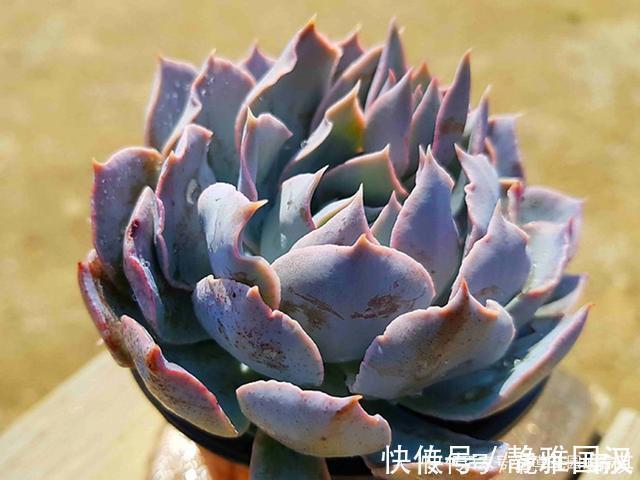 肉友们|最具清凉感的5种多肉，养护用对方法，出状态后呈现出高级蓝