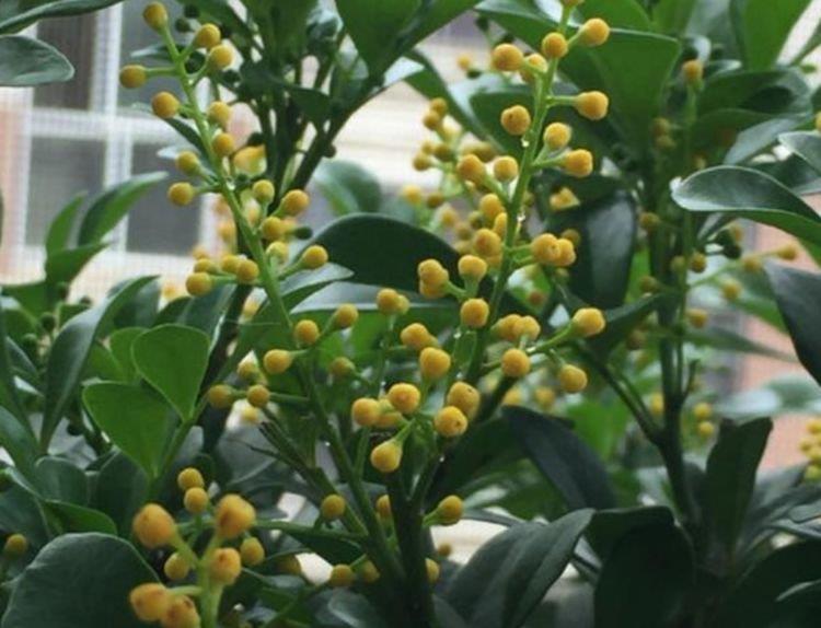 家里养4种花,沾土就活,一养就养爆,直接变成“小花园”