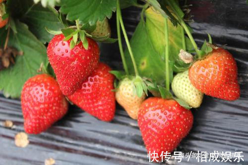 美白肌肤|女性不想老得快,不妨多吃此物,滋阴养血,美白肌肤,抗衰老!