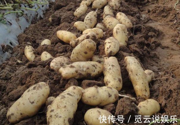 硫辛酸|土豆和它是天生的“敌人”，不能一起食用，记得告诉家里人
