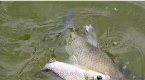 别把钓草鱼看的那么难,做到这几点,连竿中鱼如若等闲