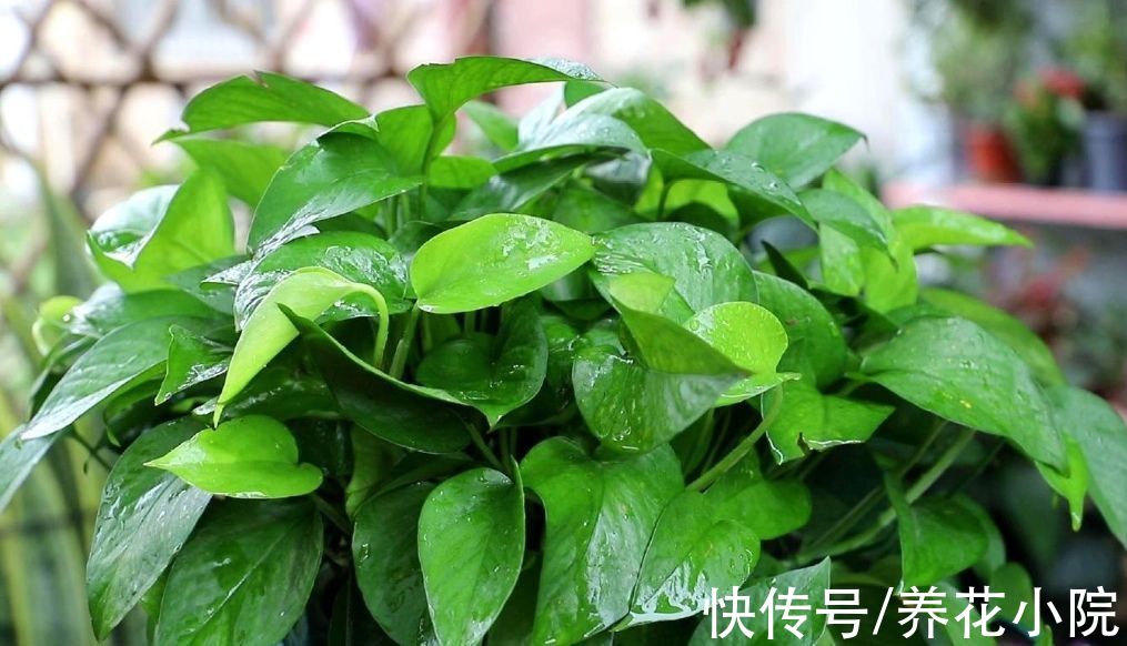 植物|适合养在室内的6种植物，枝叶翠绿，美观又大方