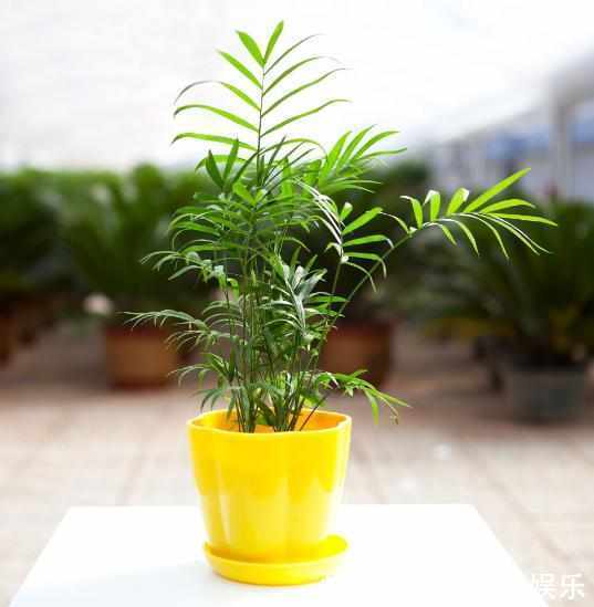 腐叶土泥炭土|除了绿萝你还可以选择它，一种特别适合室内养的绿植