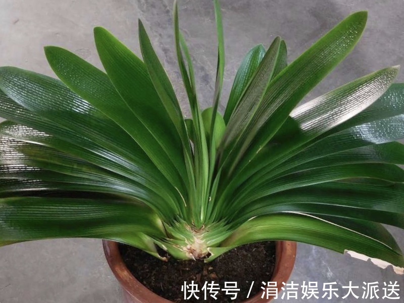 自制1种“混合土”,君子兰、绿萝最喜欢,1分钱不花,根旺叶绿