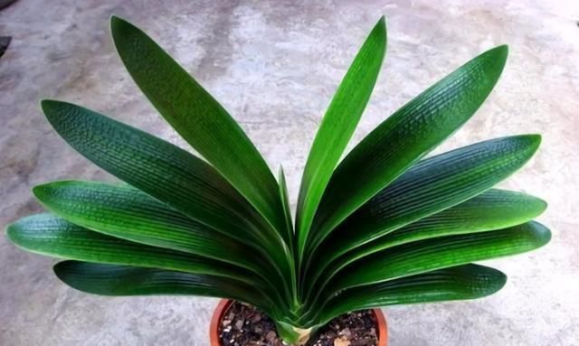 生长|立秋之后,做好4件事,君子兰9月疯长,年底爆花