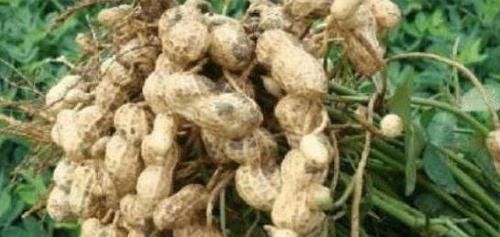 花生|花生和“它”一起吃,血管干净血栓绕道走,比“阿司匹林”还管用