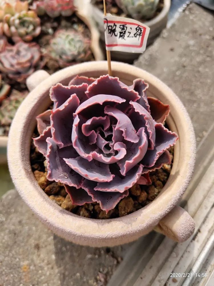 养肉多年的新手我相信它们一定可以变得更美丽!