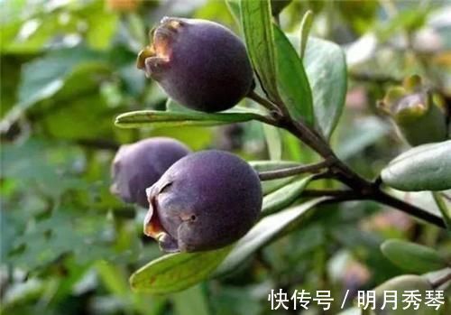 风湿|果实是儿时的零食,用来泡酒是一绝,对贫血、风湿、失眠都有疗效