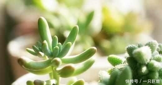 枝干|最适合多肉老桩的5种造型，你最喜欢哪一种？