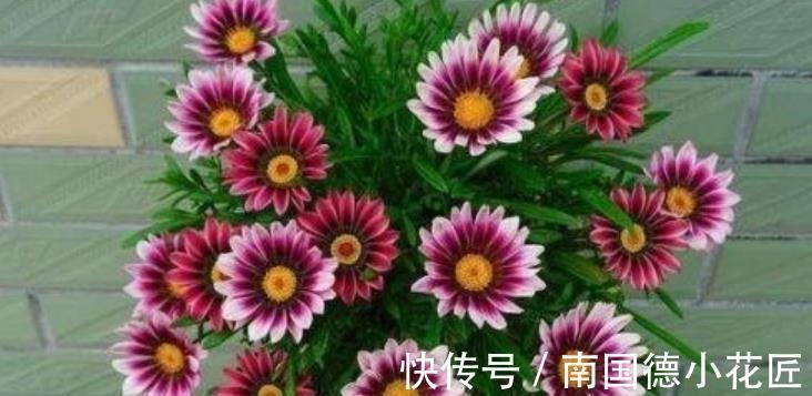 花匠|公认难养的6种花，老花匠丢室外不打理，反而长势旺开花美
