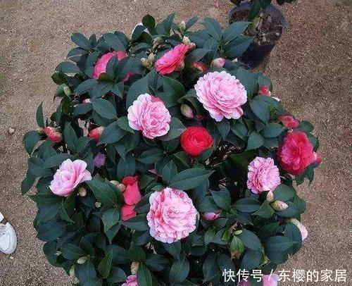 花型|茶花有3“喜”,了解掌握,叶子油绿,花朵鲜艳花型大!