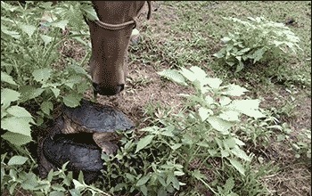 |搞笑GIF:这样的包饺机你没见过吧,包出来饺子非常匀称漂亮美观