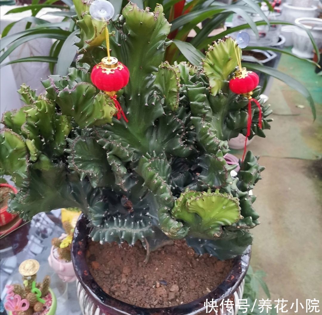 旺宅|家中养盆“玉麒麟”,招财旺宅寓意好,还容易养护