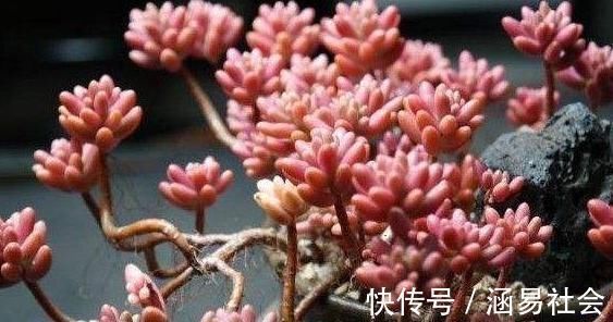 黑法师|3种多肉,天热少浇水,养护成“老桩”,欣赏价值高