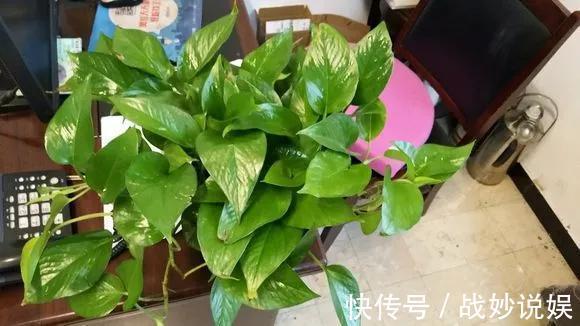 6种花是“老酒鬼”,1个月喝2杯,叶子油亮亮,花苞冒不完