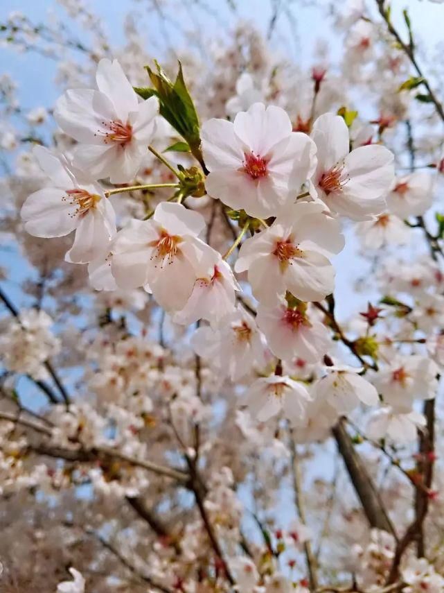 来这里，淋一场樱花雨