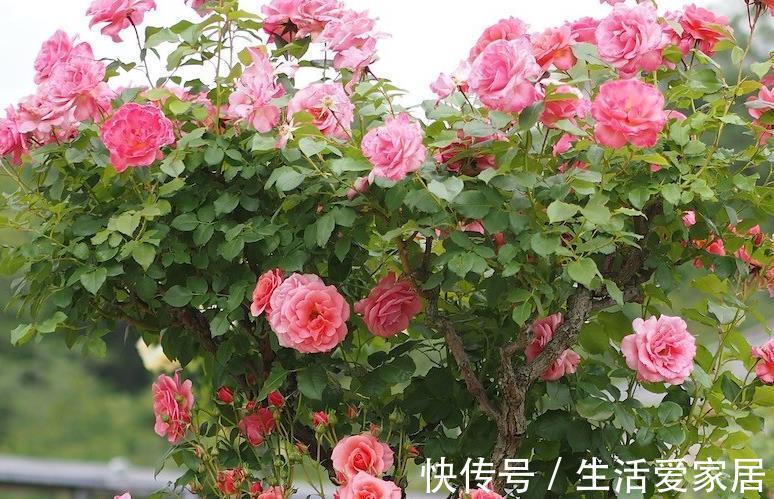 笋芽|月季这样养，轻松变花墙，一颗就能变出一片花海