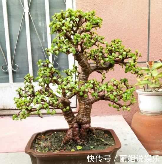 养护|新手养金枝玉叶,合理掌握养护技巧,快速打造成小老桩,价值翻倍